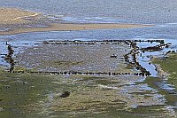 Algarve Rio Formosa Muschelgeb
