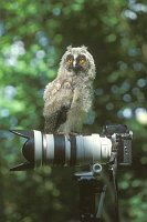 Waldohreule auf Kamera