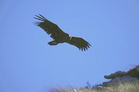 Moenchsgeier im Flug