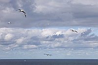 Basstoelpel am dramat Himmel