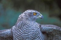 Habicht Kopfportrait