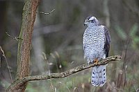 Habicht entspannt beobachtend