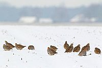 Rebhuhn Kette im Schnee