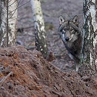Wolf im Wald hinter Birke