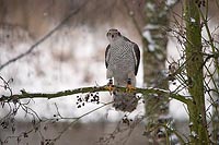 Habicht in Erle bei Schnee