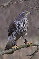 Habicht in Apfelbaum