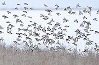 Bergfinken Schwarm i Schnee