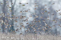 Bergfinken vor Baumgruppe