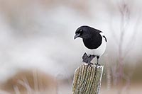 Elster nach unten schauend