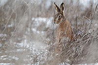 Feldhase auf Brachflaeche