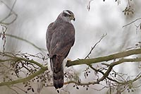 Habicht in Erlenkrone