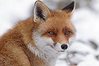 Rotfuchs Kopf aufmerksam