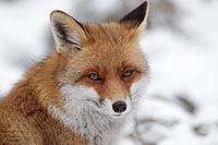 Rotfuchs Kopfportrait Schnee
