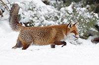 Rotfuchs laufend im Schnee