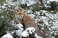 Rotfuchs auf seinem Ausguck