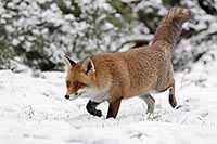 Rotfuchs im Schnee pirschend