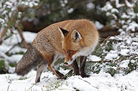 Rotfuchs sich umdrehend