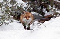 Rotfuchs frontal im Schnee