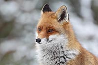 Rotfuchs Kopf im Winter