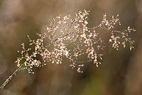 Feengras Tauperlen glitzern