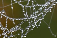 Spinnennetz Perlenkette