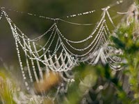 Spinnennetz Perlenkollier