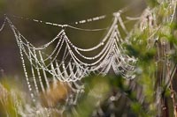 Spinnennetz Perlenschnuere