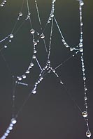 Tauperlen an Spinnenfaeden