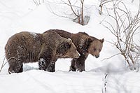 Braunbaer 2 Ex im Schnee stehe