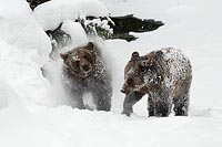 Braunbaer 2 Schnee abschuet