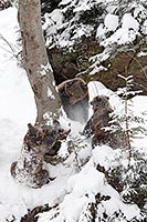 Braunbaer 3 im Tal spielend Sc