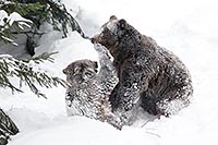 Braunbaer Kind mit Vater im Sc