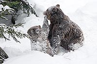 Braunbaer Kind Vater Nasenstue