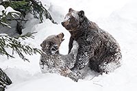 Braunbaer Vater mit Sohn im Sc