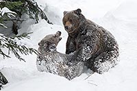 Braunbaer Vater Sohn im Schnee