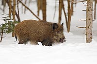 Wildschwein Bache im Winter