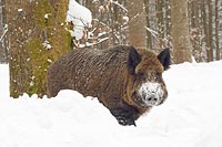Wildschwein Keiler im Schnee