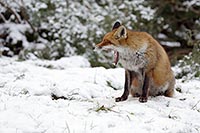 Fuchs gaehnend Winterlandschaf