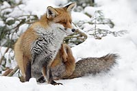 Fuchs im Schnee sich kratzend