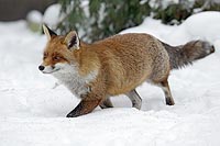 Fuchs im Schnee laufend