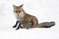 Fuchs im Schnee sitzend