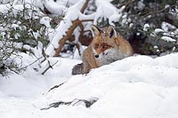 Fuchs in Deckung sitzend