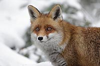 Fuchs Portrait aufmerks schaue