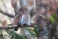 Sperlingskauz runter schauend