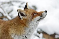 Fuchs im Schnee hochschauend
