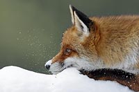 Fuchs Kopf im Schnee liegend