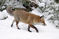 Fuchs laeuft durch Schnee