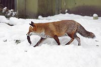 Fuchs mit Maulwurf im Fang