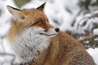 Fuchs Portrait zurueck schauen