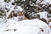 Fuchs Schnee im Gesicht